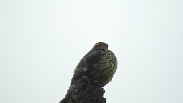 Cotinga à tête rousse - ML610382565