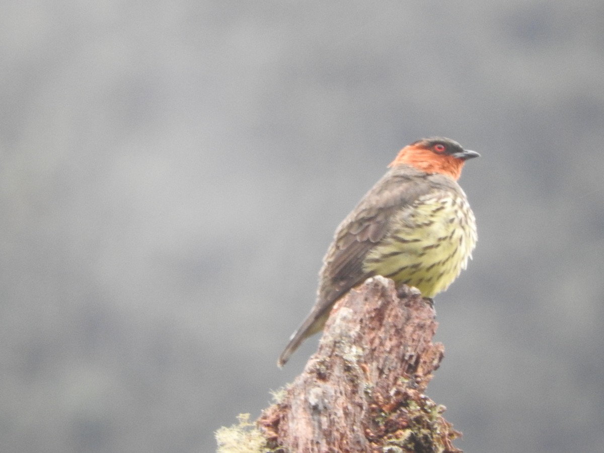 Chestnut-crested Cotinga - ML610382569