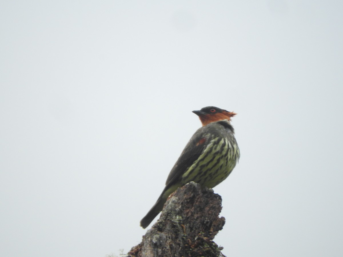 Chestnut-crested Cotinga - Agustin Carrasco