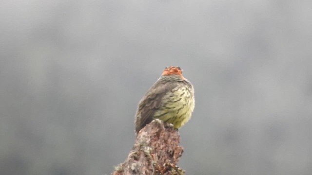 Cotinga à tête rousse - ML610382573