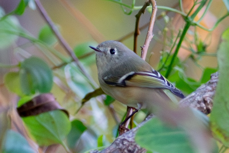 Ruby-crowned Kinglet - ML610382611