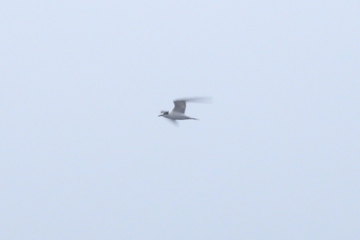 Common Tern - ML610382628