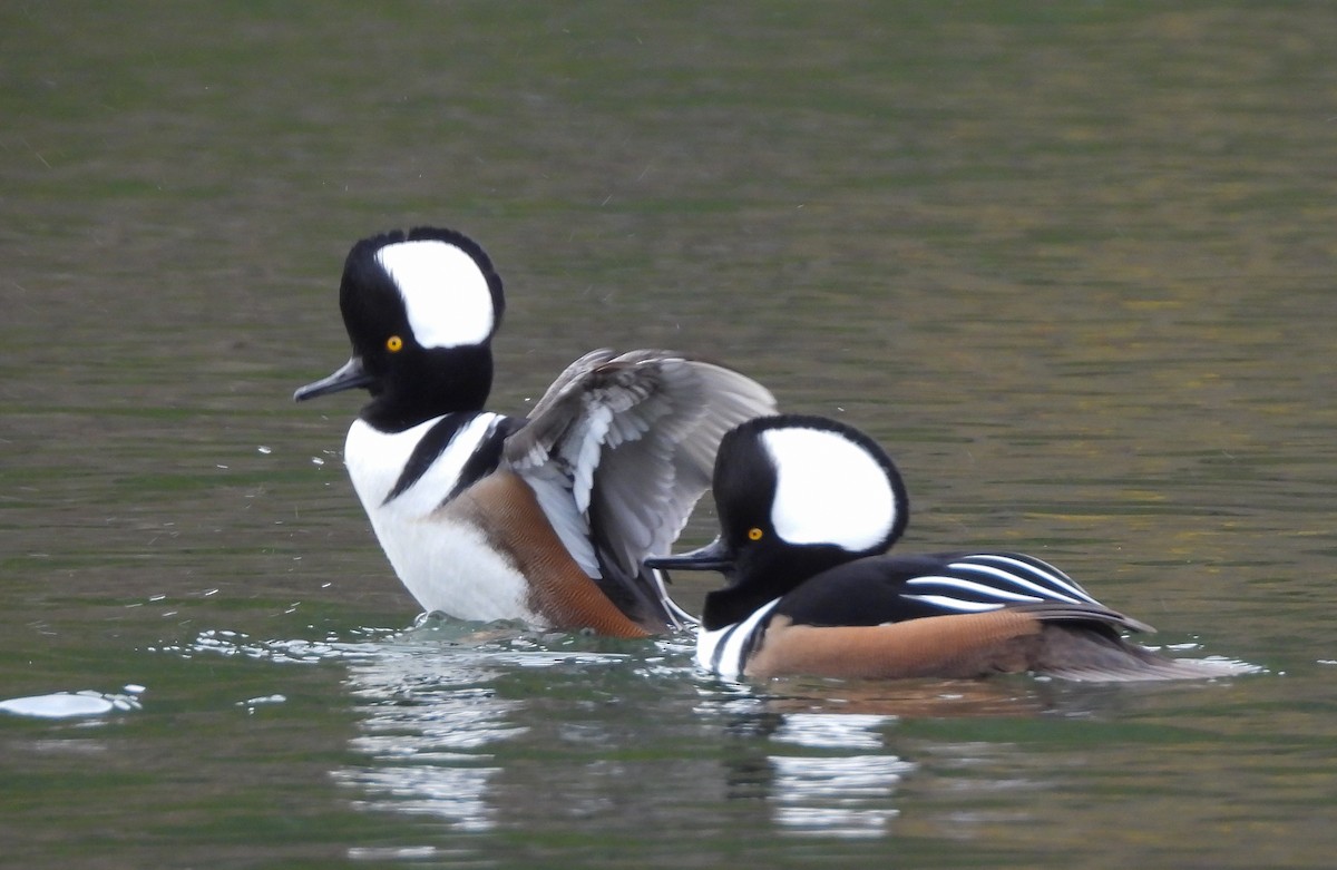 Hooded Merganser - ML610382632