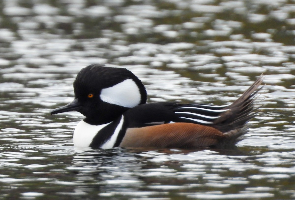 Hooded Merganser - ML610382633