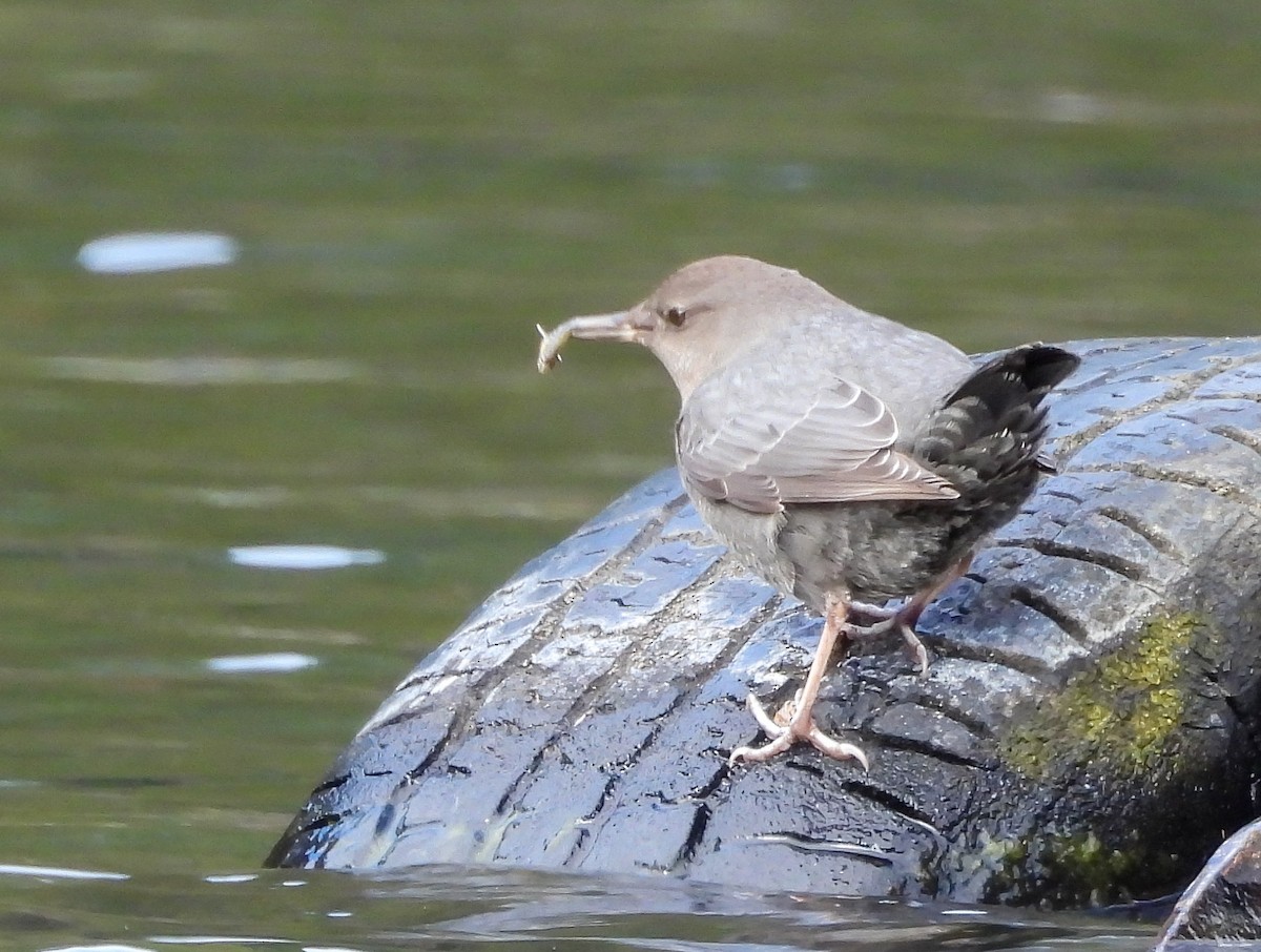 American Dipper - ML610382644