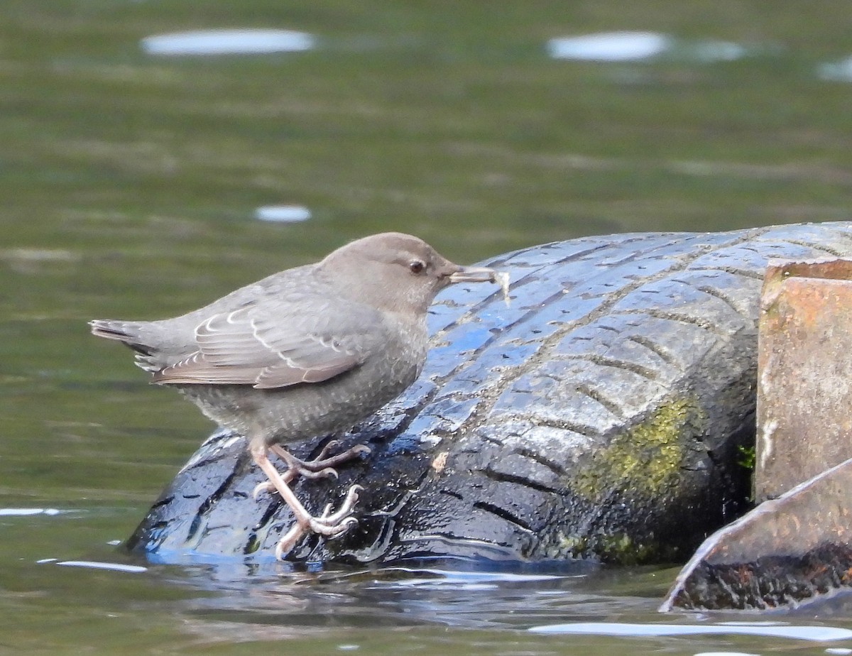 American Dipper - ML610382645