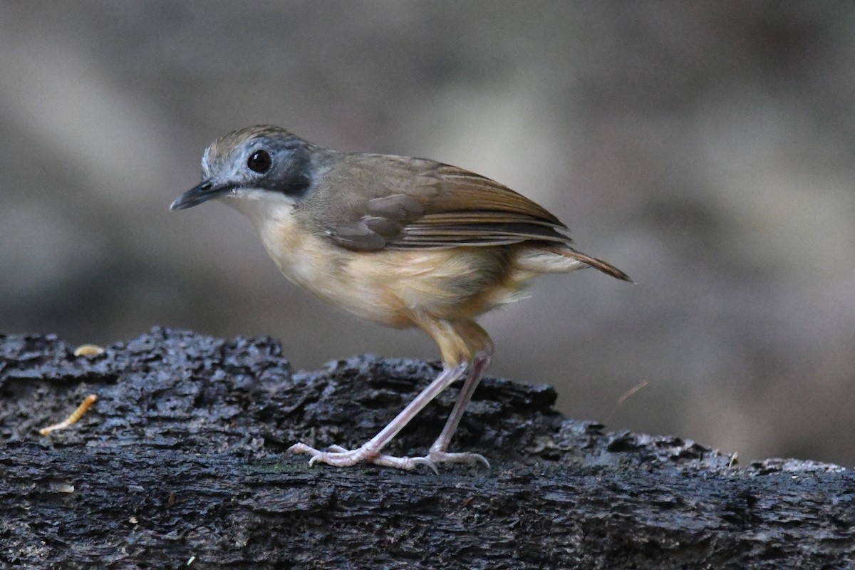 Short-tailed Babbler - Deb Oliver