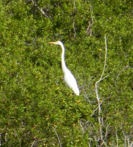 Great Egret - ML610382769