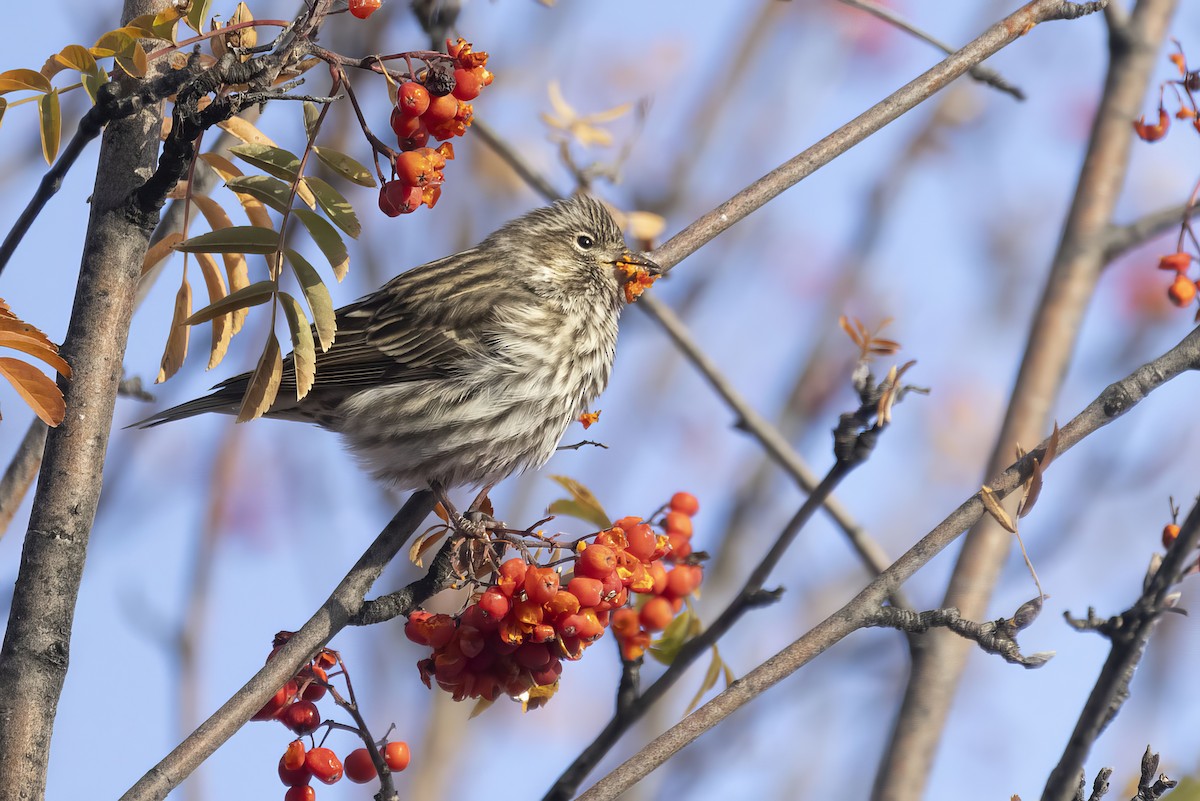 Cassin's Finch - Gerald Romanchuk