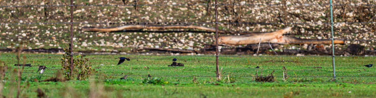 Brewer's Blackbird - ML610382870