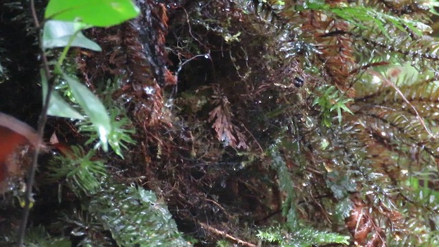 Yellow-breasted Warbler - ML610382871