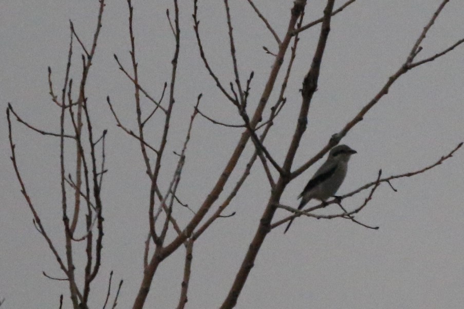 Northern Shrike - ML610382893