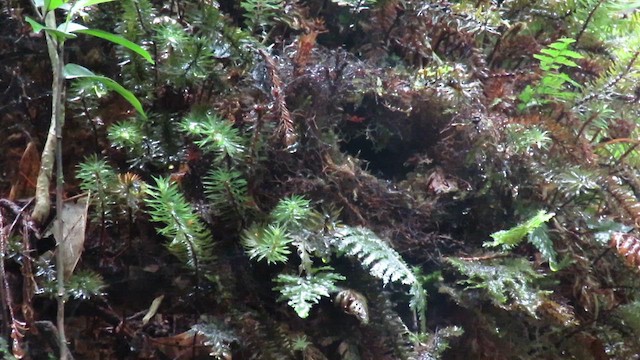 Yellow-breasted Warbler - ML610382910