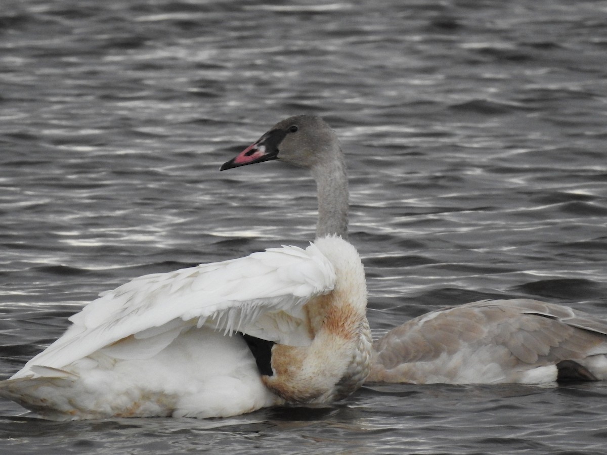 Trumpeter Swan - ML610382917