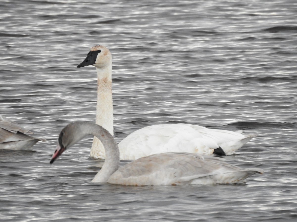 Trumpeter Swan - ML610382923