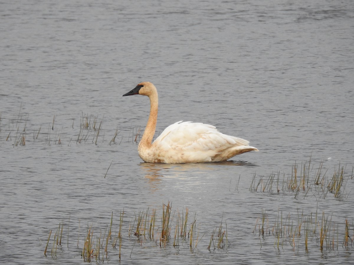 Trumpeter Swan - ML610382927