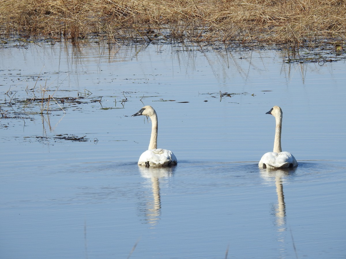 Trumpeter Swan - ML610382934