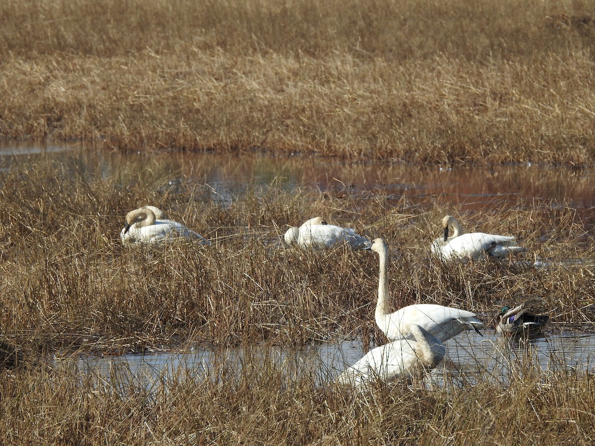 Trumpeter Swan - ML610382935