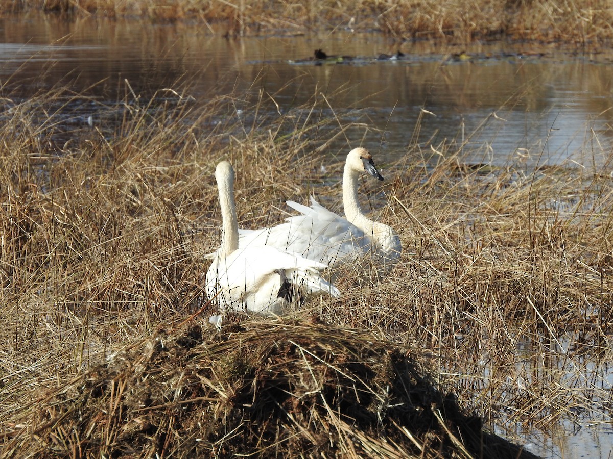 Trumpeter Swan - ML610382938