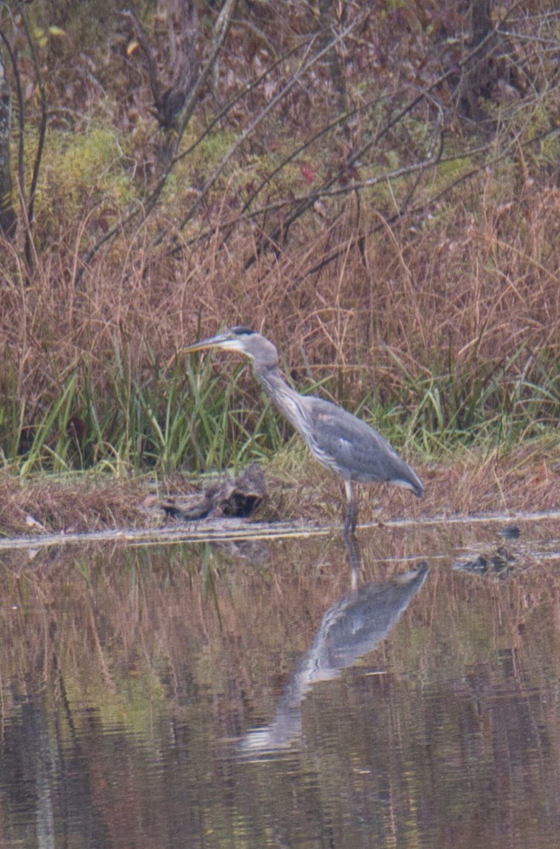 Great Blue Heron - ML610382946