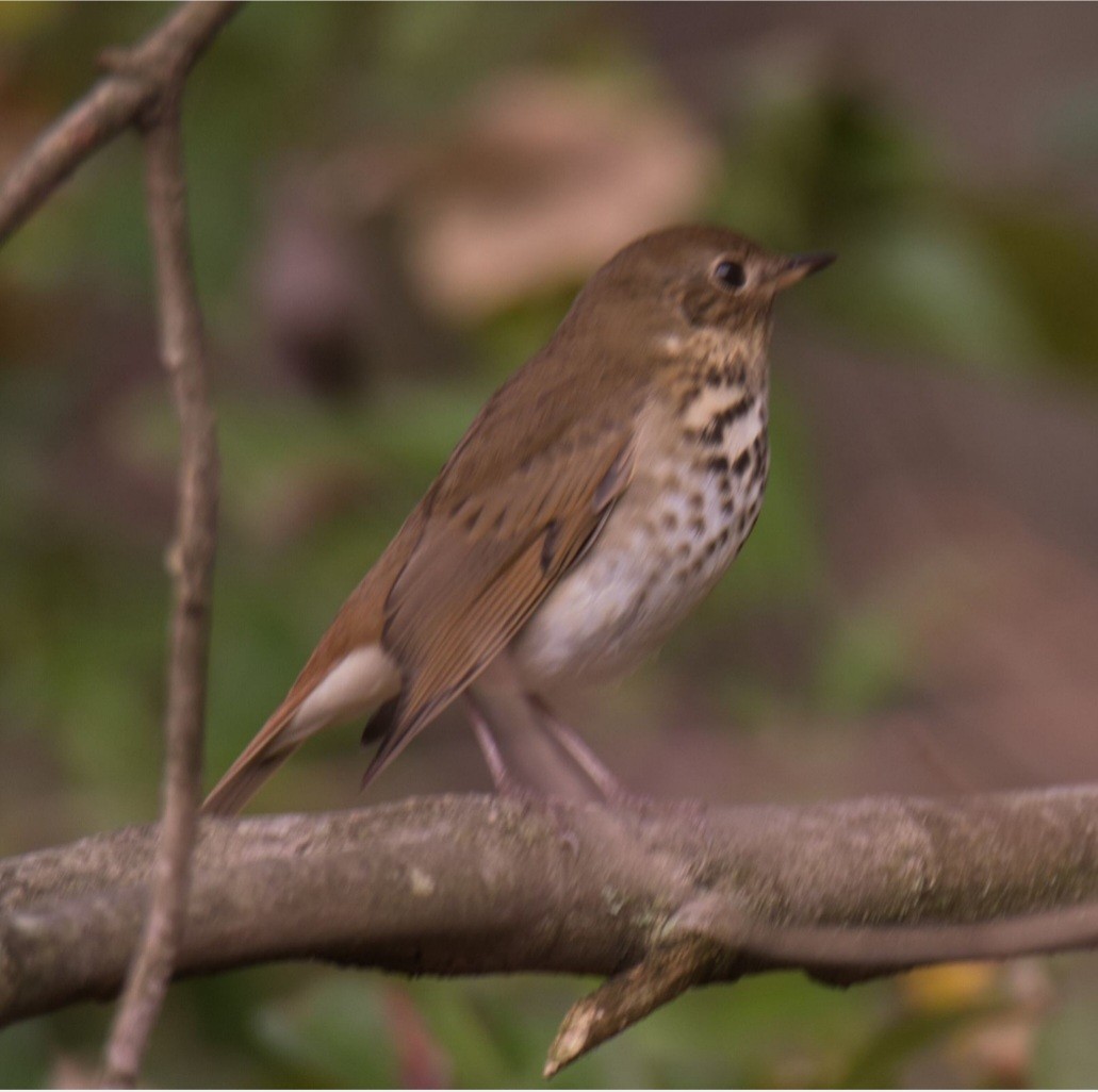 Hermit Thrush - ML610382967