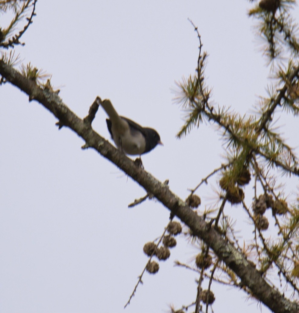 Dark-eyed Junco - ML610382973