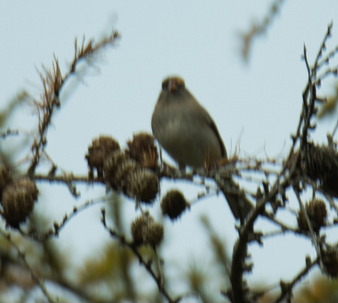 Dark-eyed Junco - ML610382974