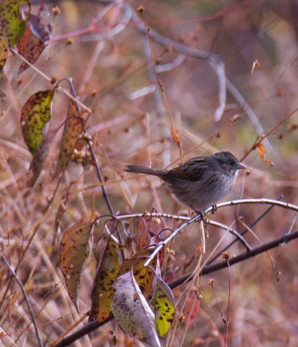 Swamp Sparrow - ML610382981