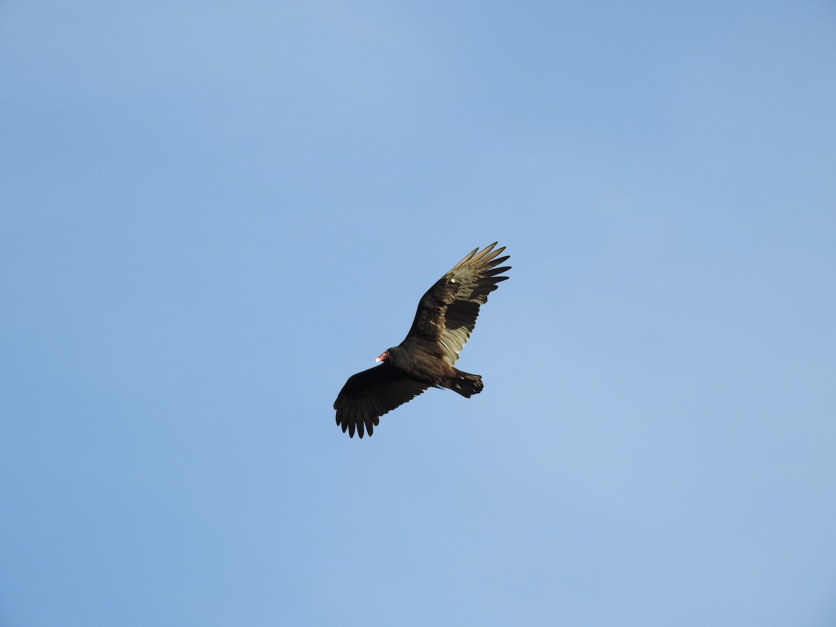 Turkey Vulture - ML610382991