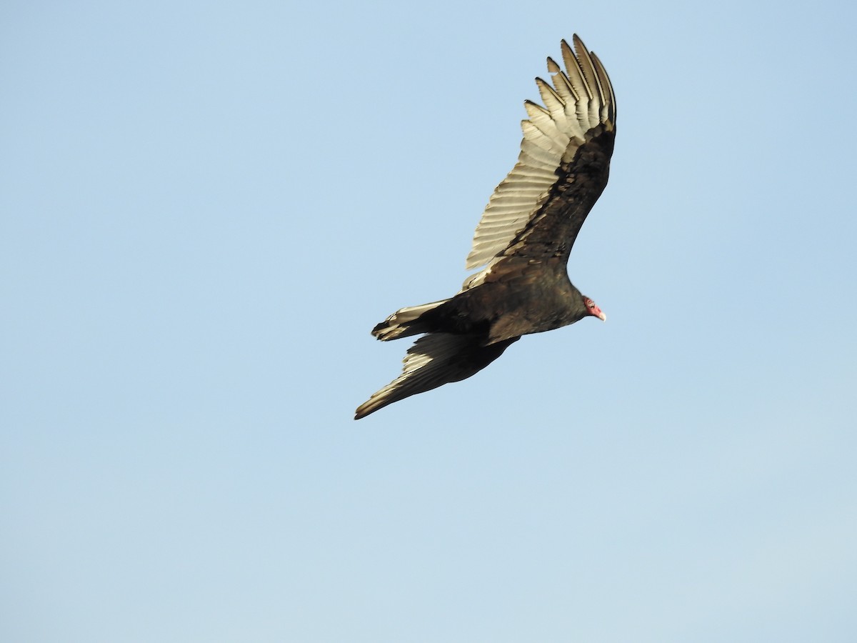 Turkey Vulture - ML610382992
