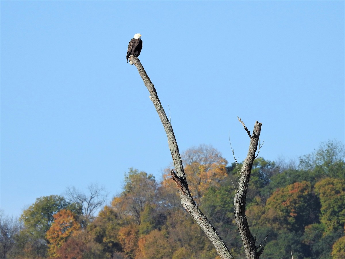 Bald Eagle - ML610382999