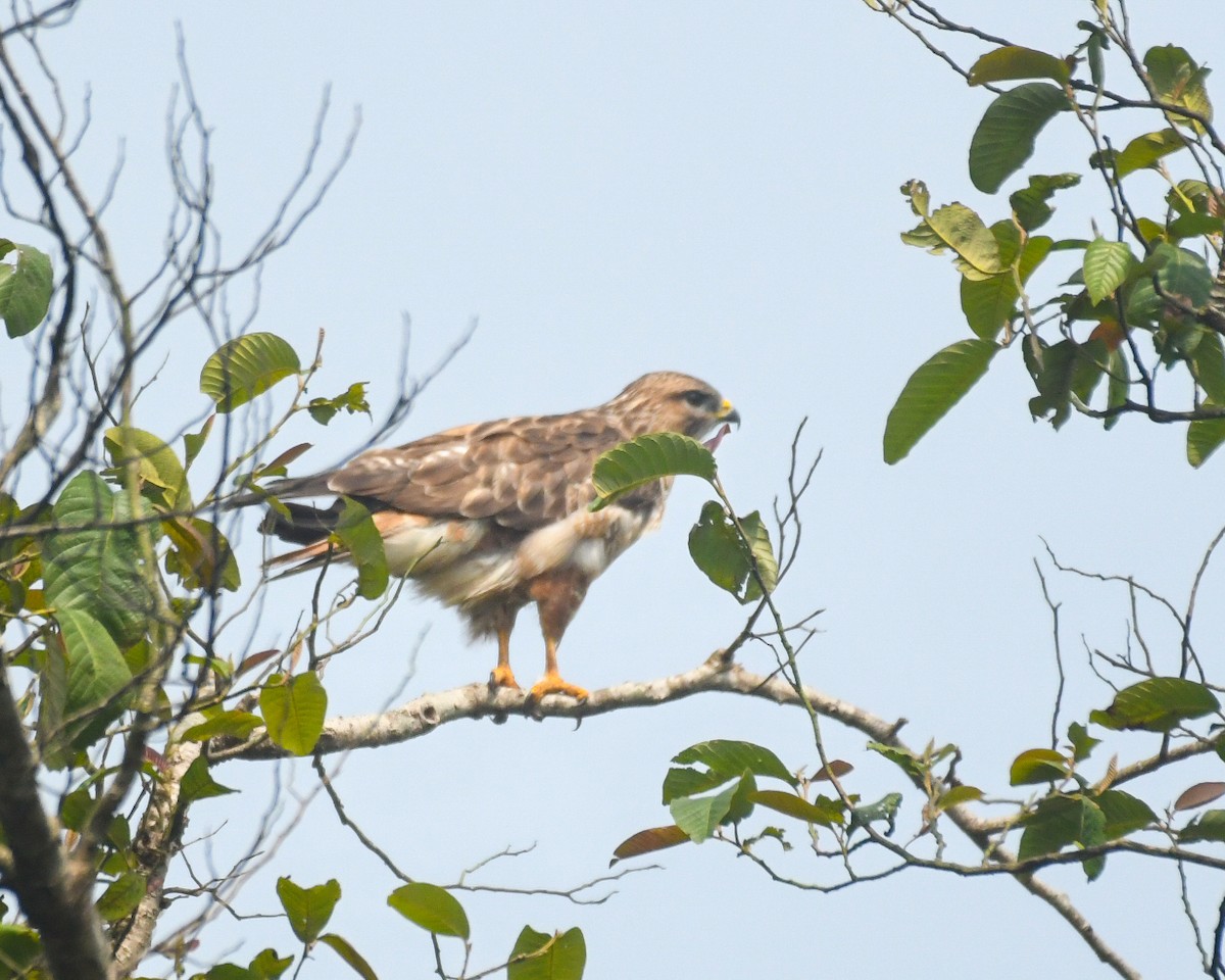 Common Buzzard - ML610383005