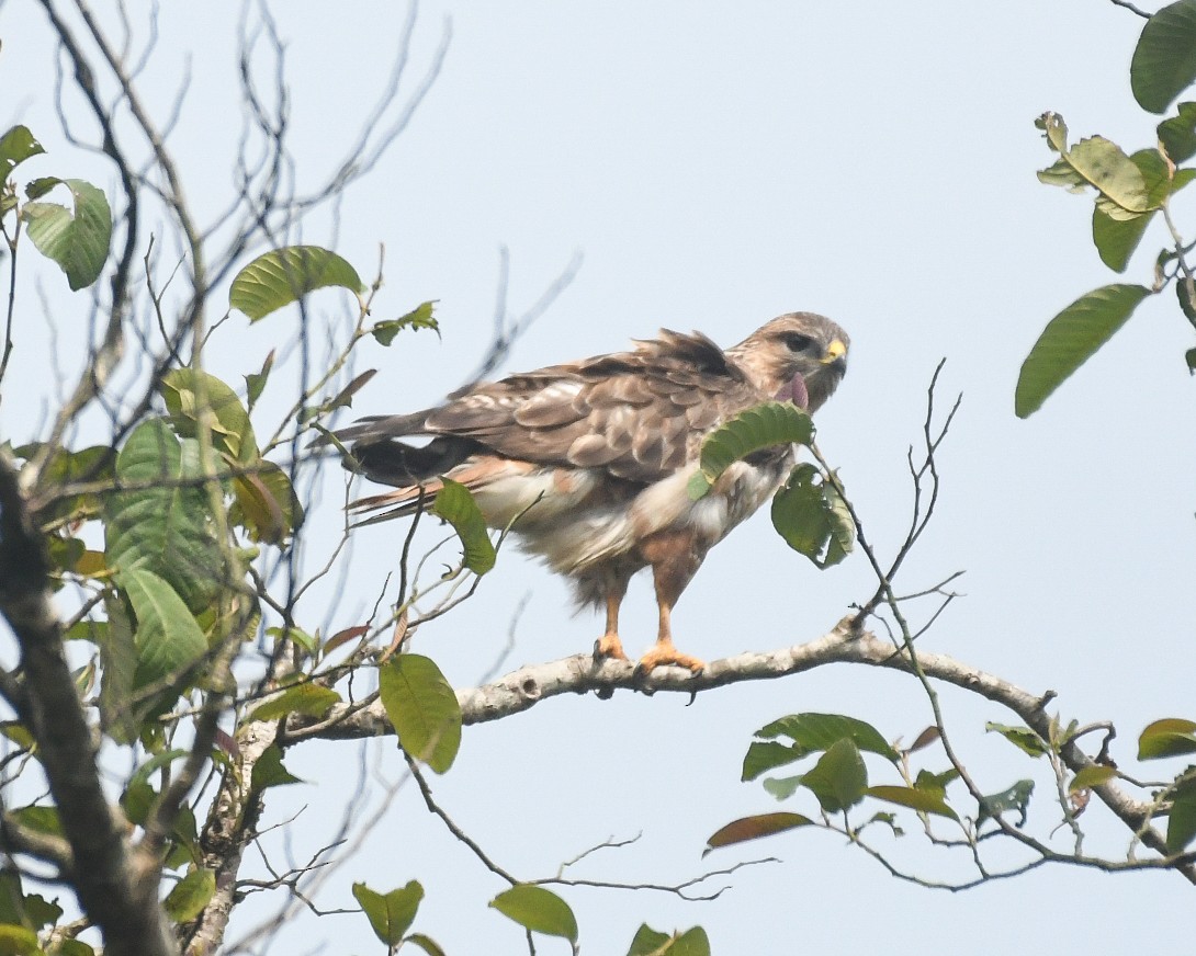 Common Buzzard - vinodh Kambalathara