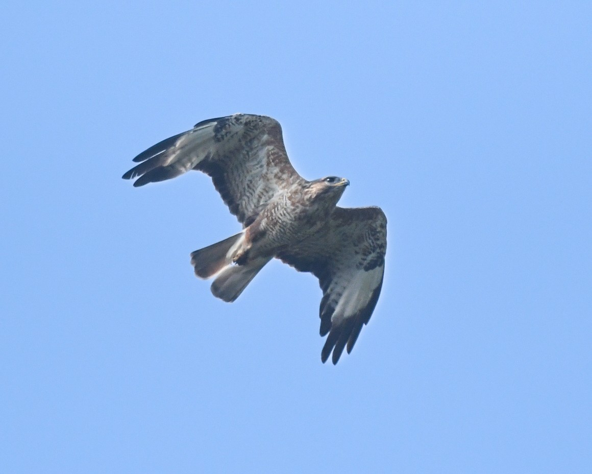 Common Buzzard - vinodh Kambalathara