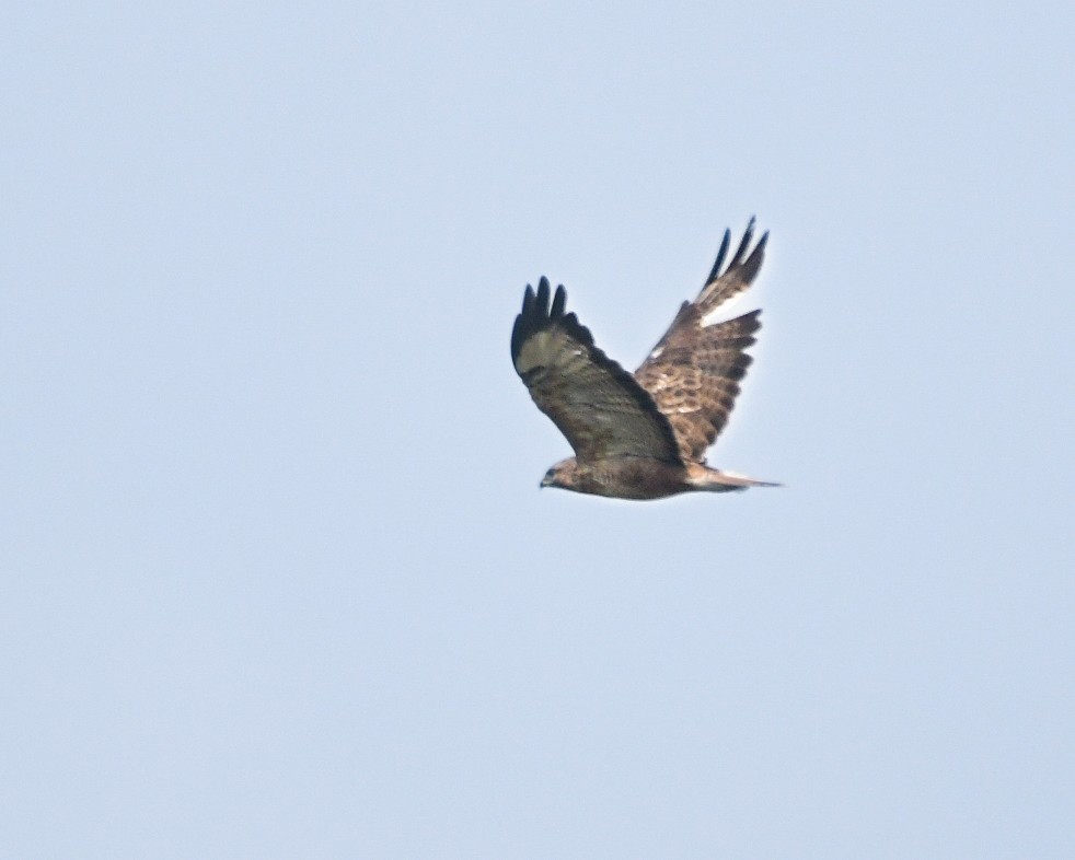 Common Buzzard - ML610383009