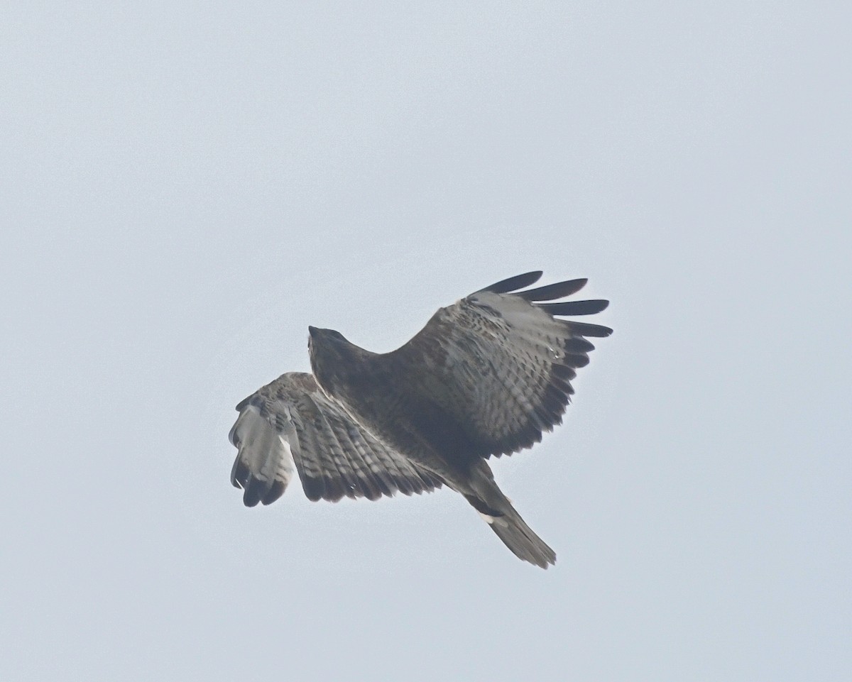 Common Buzzard - vinodh Kambalathara