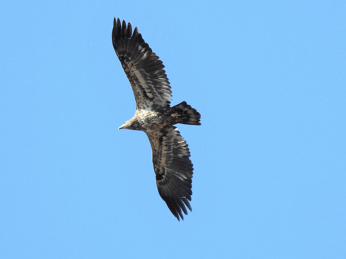 Bald Eagle - ML610383021