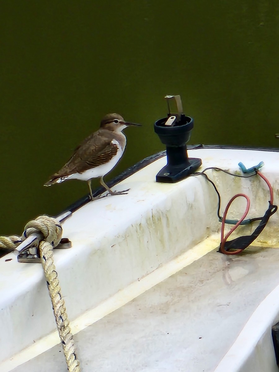 Spotted Sandpiper - ML610383027