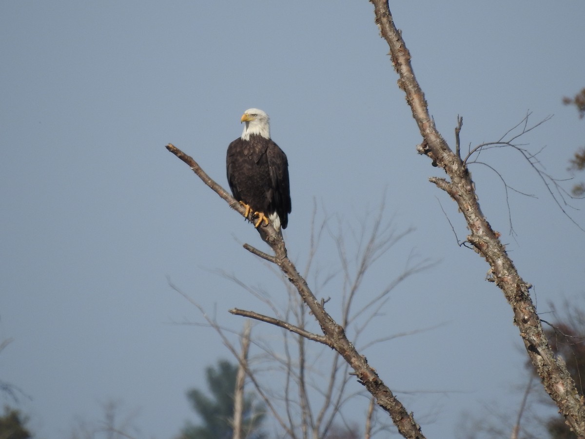 Bald Eagle - ML610383035