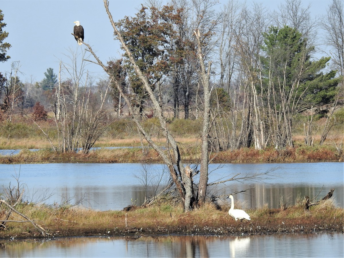 Bald Eagle - ML610383040