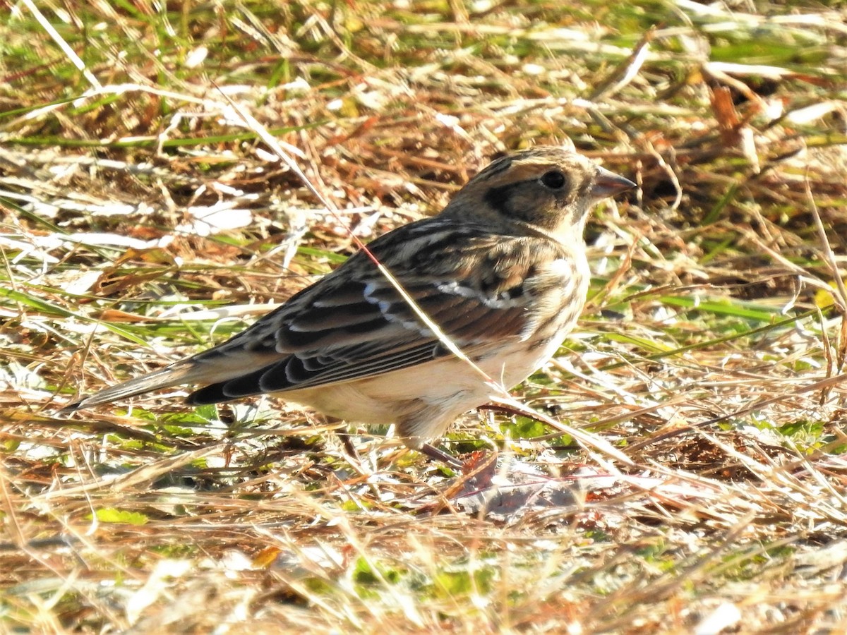 Lapland Longspur - ML610383064