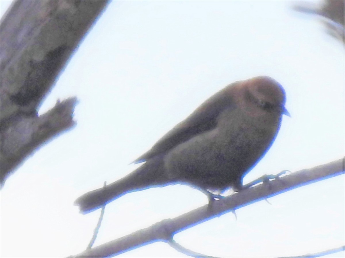 Rusty Blackbird - ML610383069