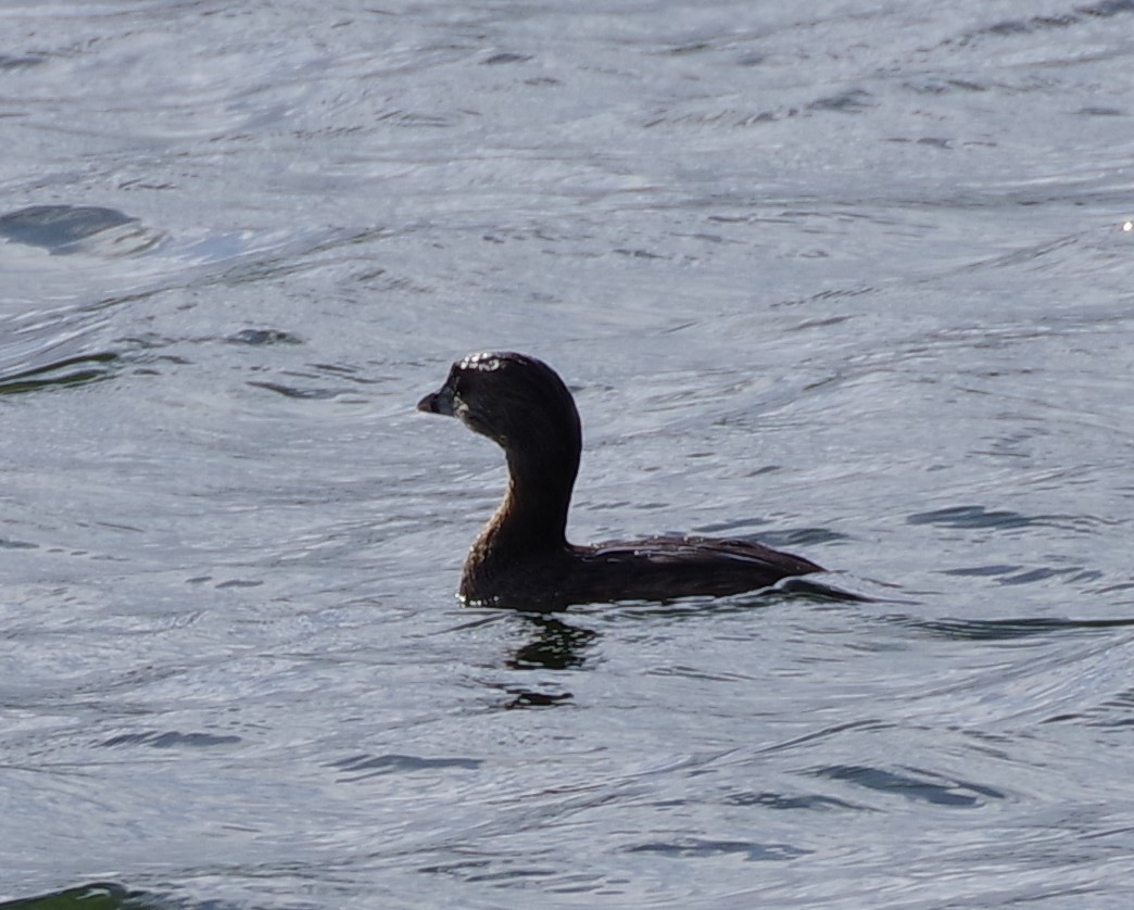 Pied-billed Grebe - ML610383093