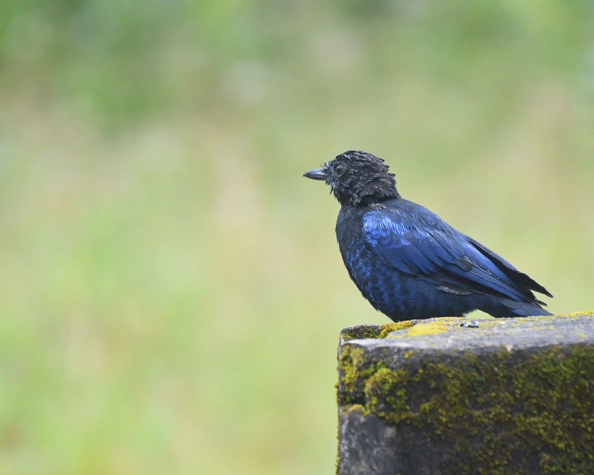 Malabar Whistling-Thrush - vinodh Kambalathara