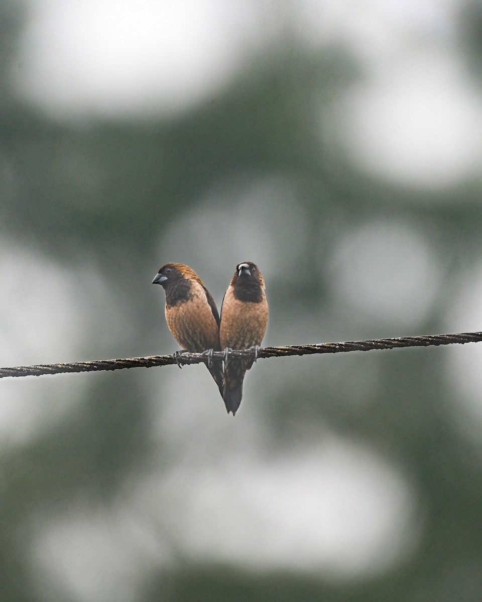 Black-throated Munia - ML610383120