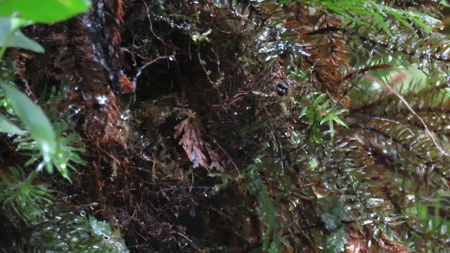 Yellow-breasted Warbler - ML610383168