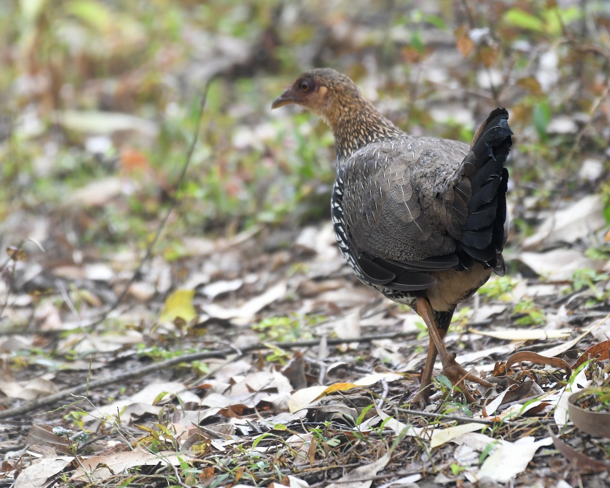 Gray Junglefowl - ML610383174