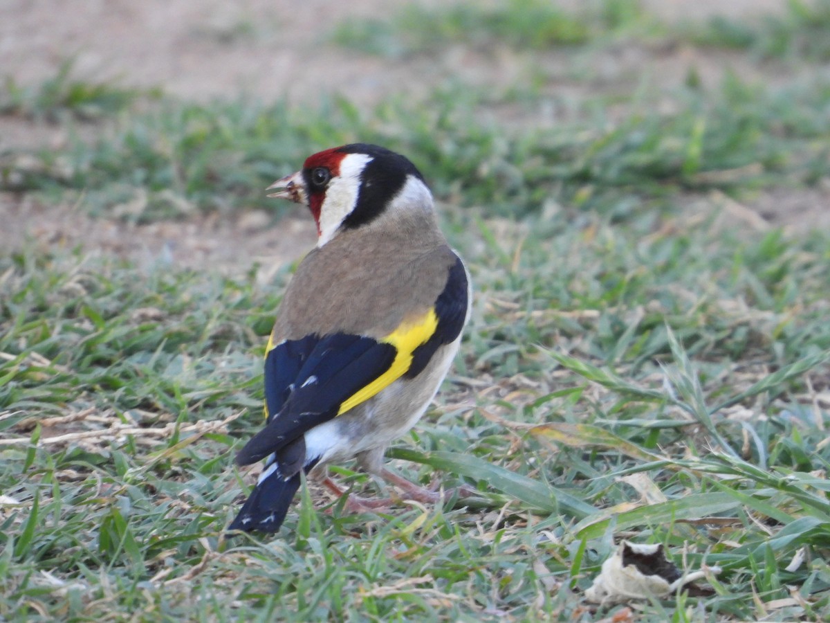 European Goldfinch - ML610383252