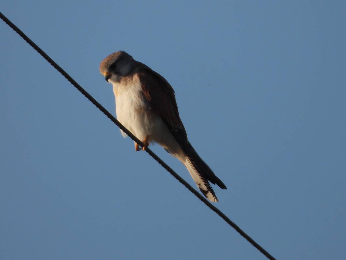 Nankeen Kestrel - ML610383259