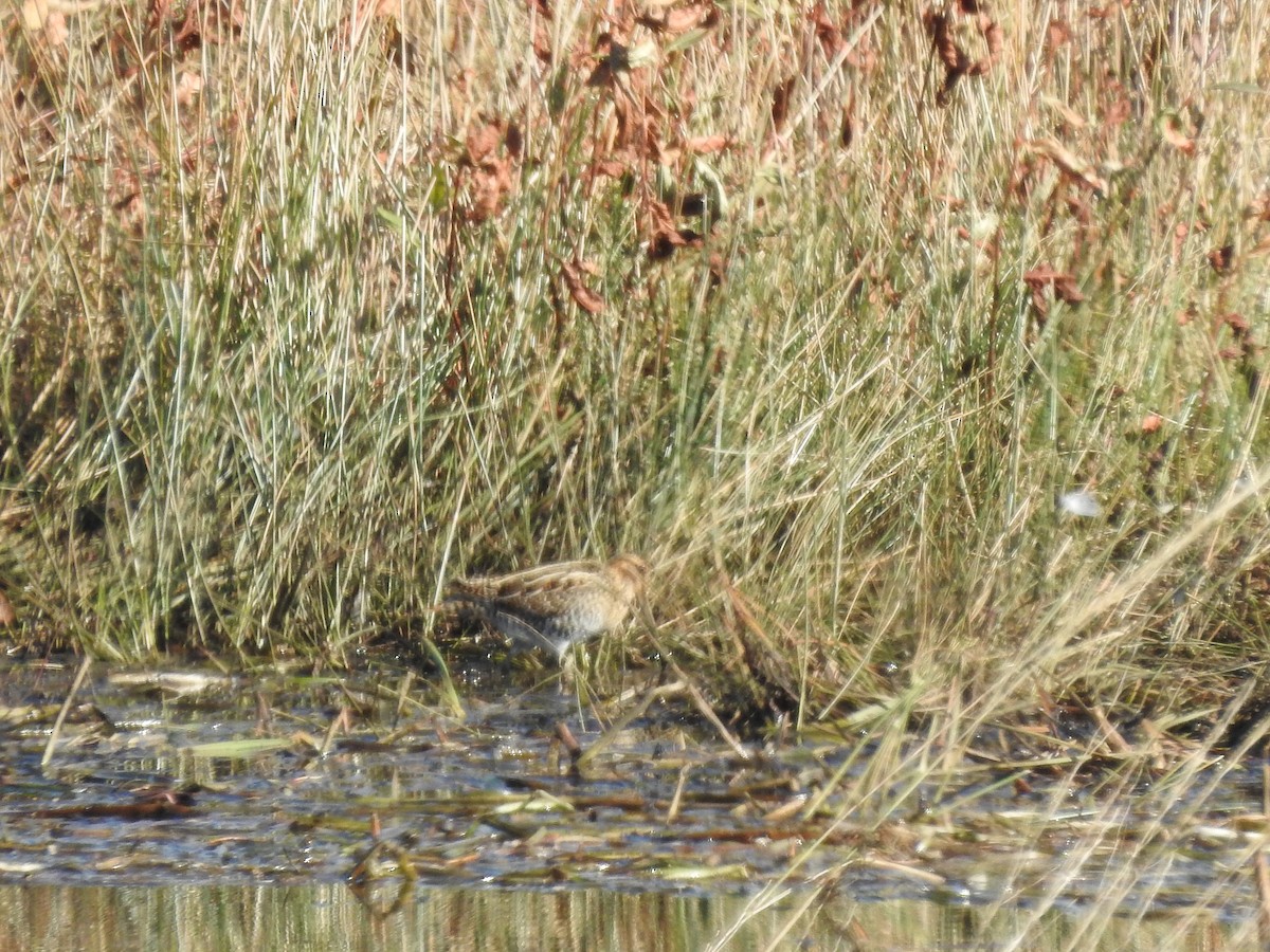 Wilson's Snipe - ML610383266